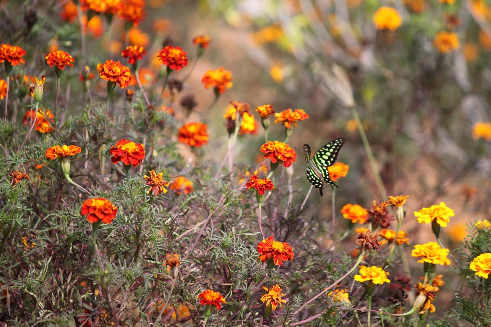 Marigolds and butterfly